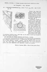 Mycosphaerella punctiformis image